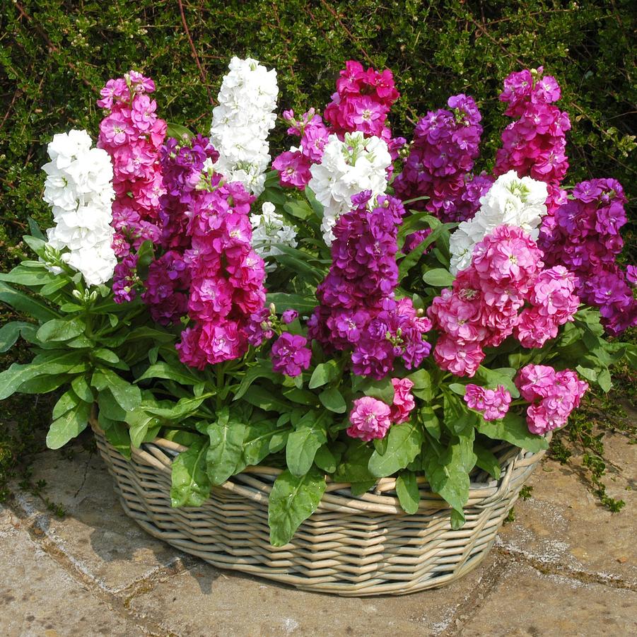 Stock Hot Cakes Formula Mix