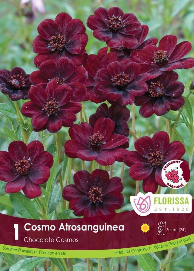 Cosmos Chocolate