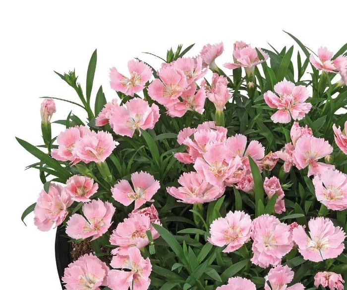 Dianthus (per) Beauties&reg; Freya