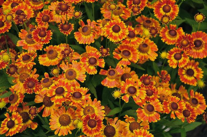 Helenium autumnale Mariachi&trade; Fuego