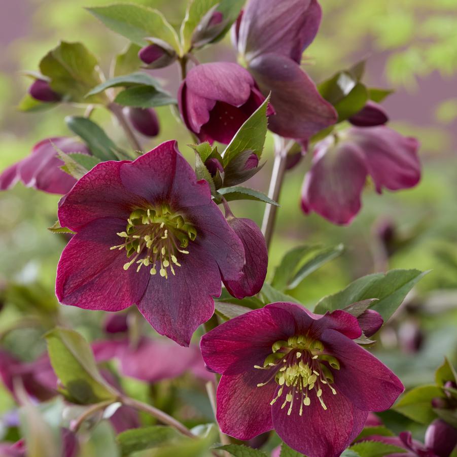 Helleborus Spring Sparkle Red