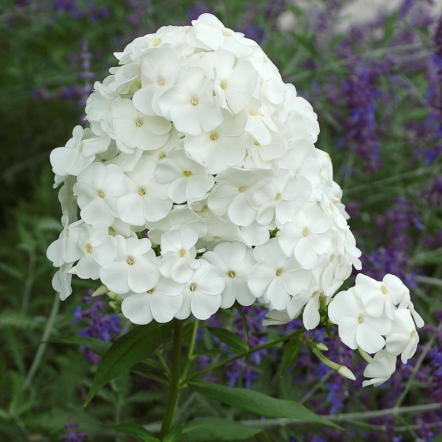Phlox (per) paniculata David