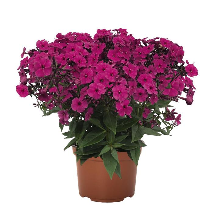 Phlox paniculata Early&reg; Magenta