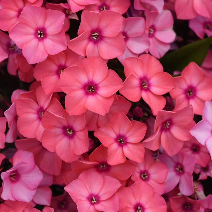 Phlox (per) paniculata Super Ka-Pow&trade; Coral