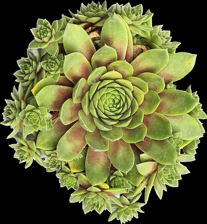 Sempervivum Colorockz® Ruby Lime