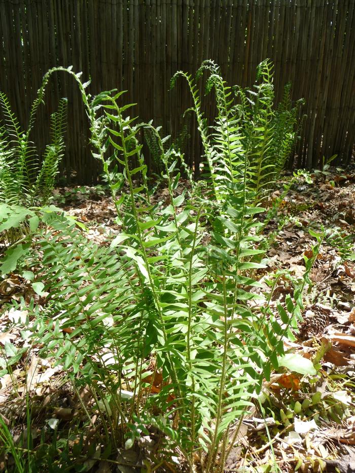 Fern Polystichum acrostichoides 