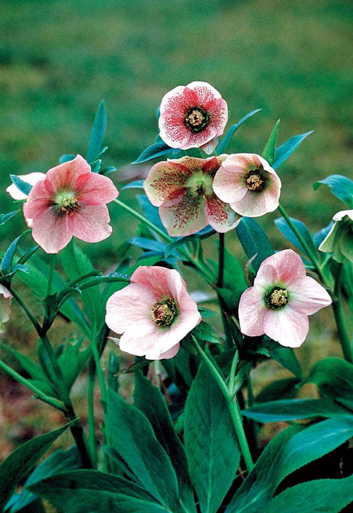 Helleborus orientalis Lady Pink Lady