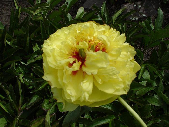 Paeonia Itoh Peony Yellow Crown
