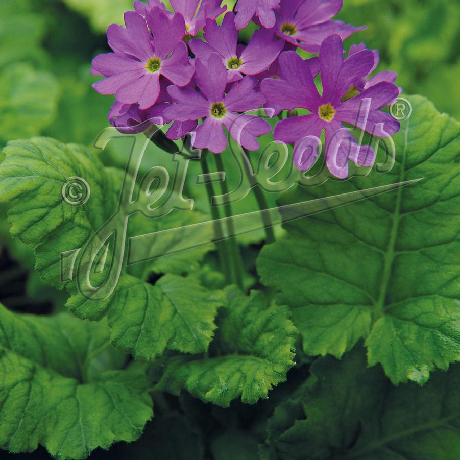 Primula cortusoides hort Primadiente Rose