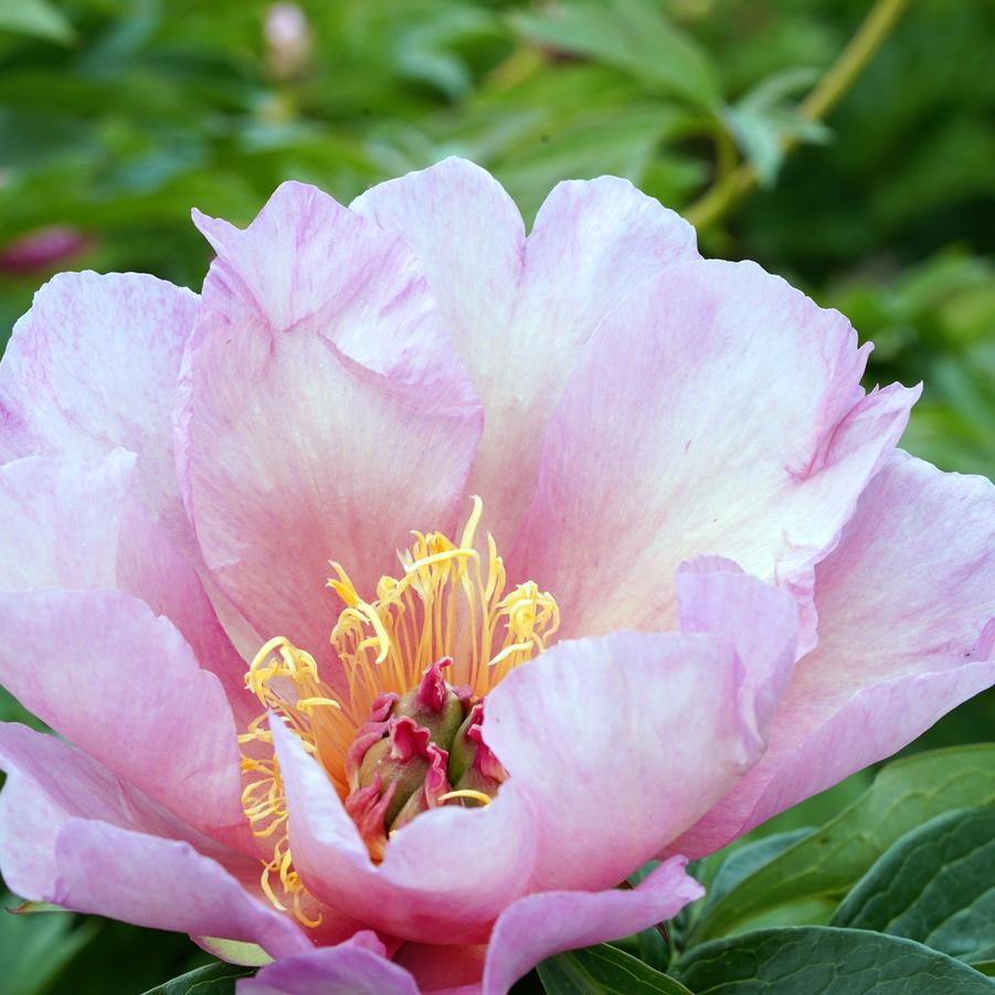 Paeonia Itoh Peony Gordon E Simonson