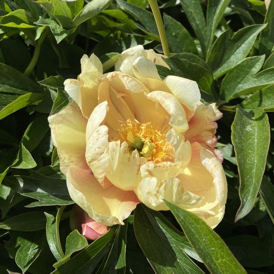 Paeonia Itoh Peony Sonoma Apricot