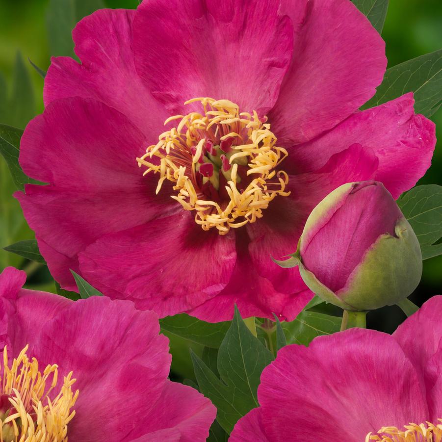 Paeonia Itoh Peony Sonoma by the Bay