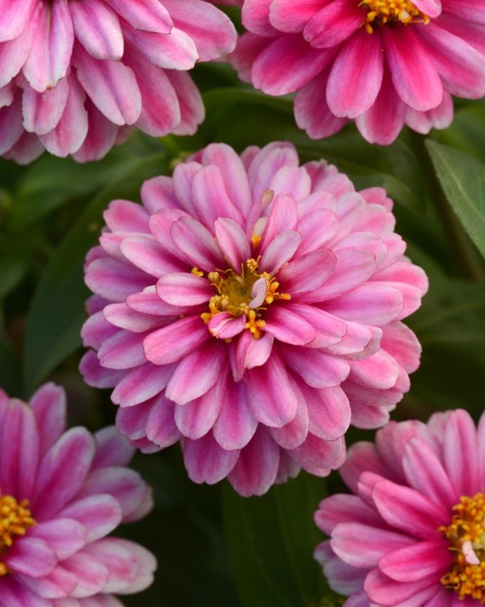 Zinnia Double Zahara™ Raspberry Ripple