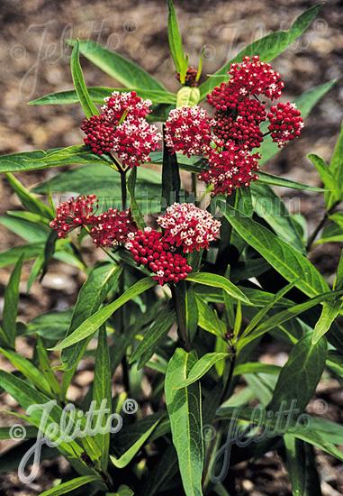 Asclepias incarnata Cinderella
