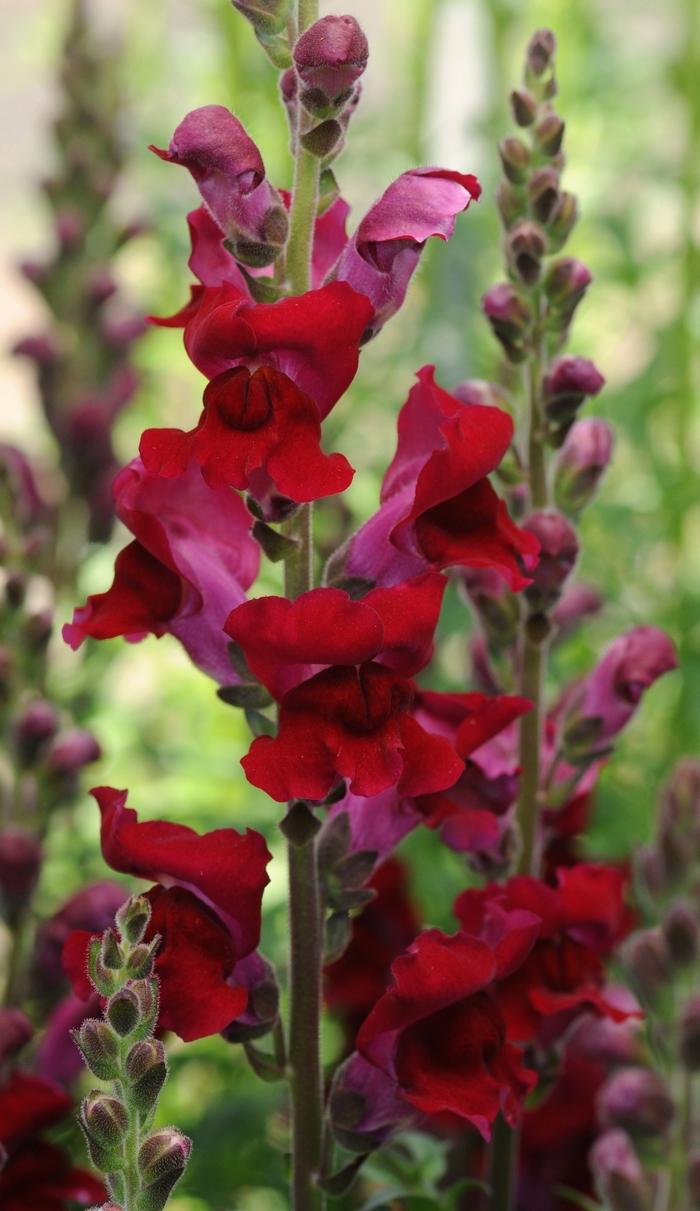 Snapdragon Rocket Red