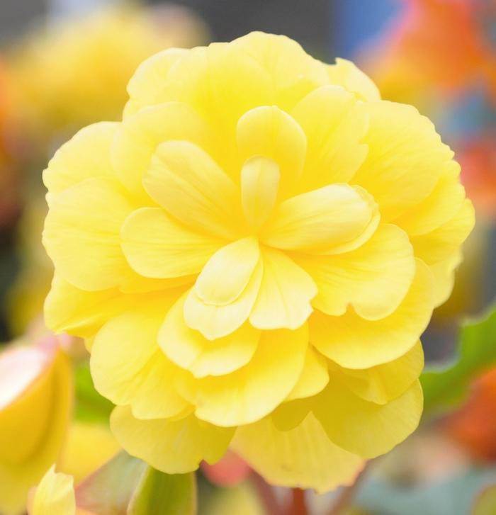 Begonia Illumination® Lemon