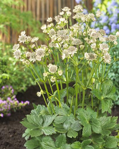 Astrantia major Star of Billion