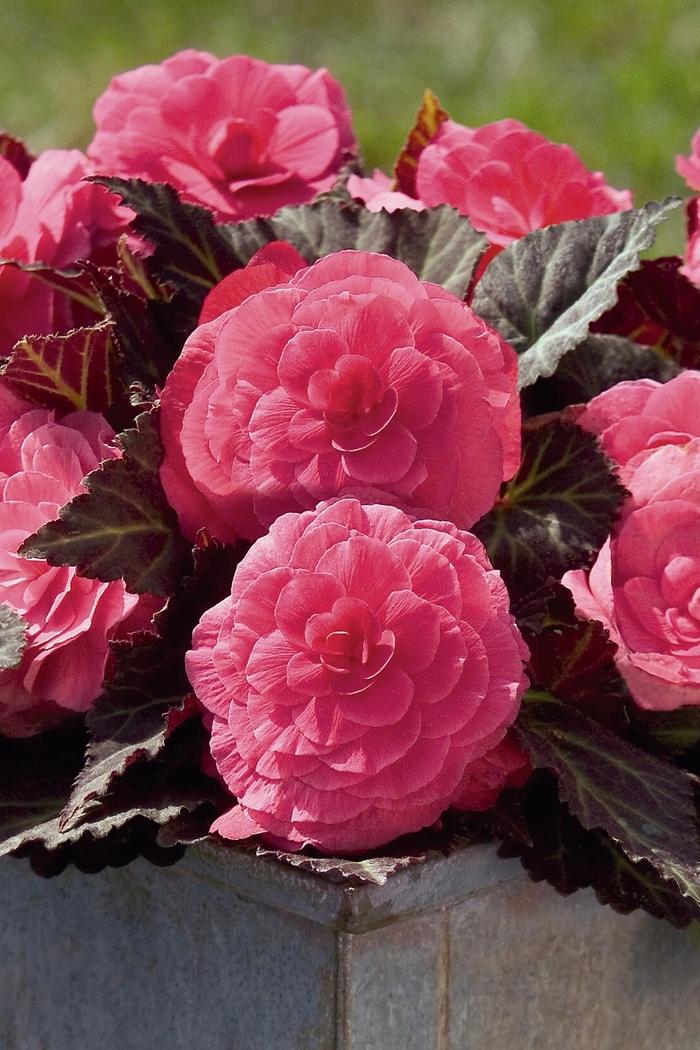 Begonia Nonstop® Mocca Pink Shades