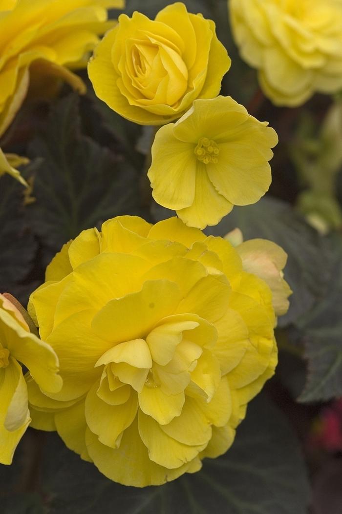 Begonia Nonstop® Mocca Yellow