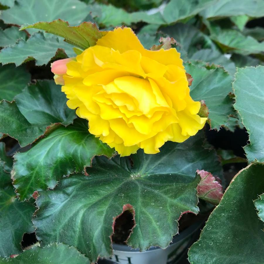 Begonia Nonstop® Yellow w/Red Back