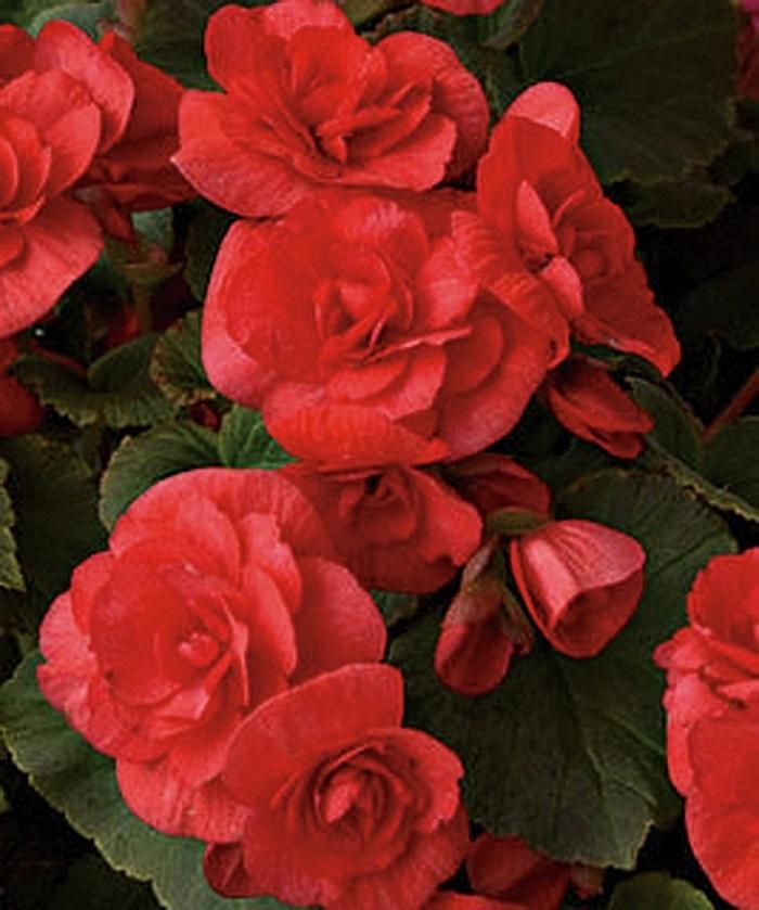 Begonia Solenia® Red