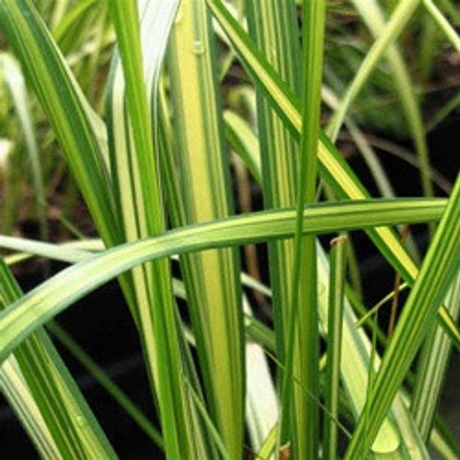 Calamagrostis x acutiflora Eldorado