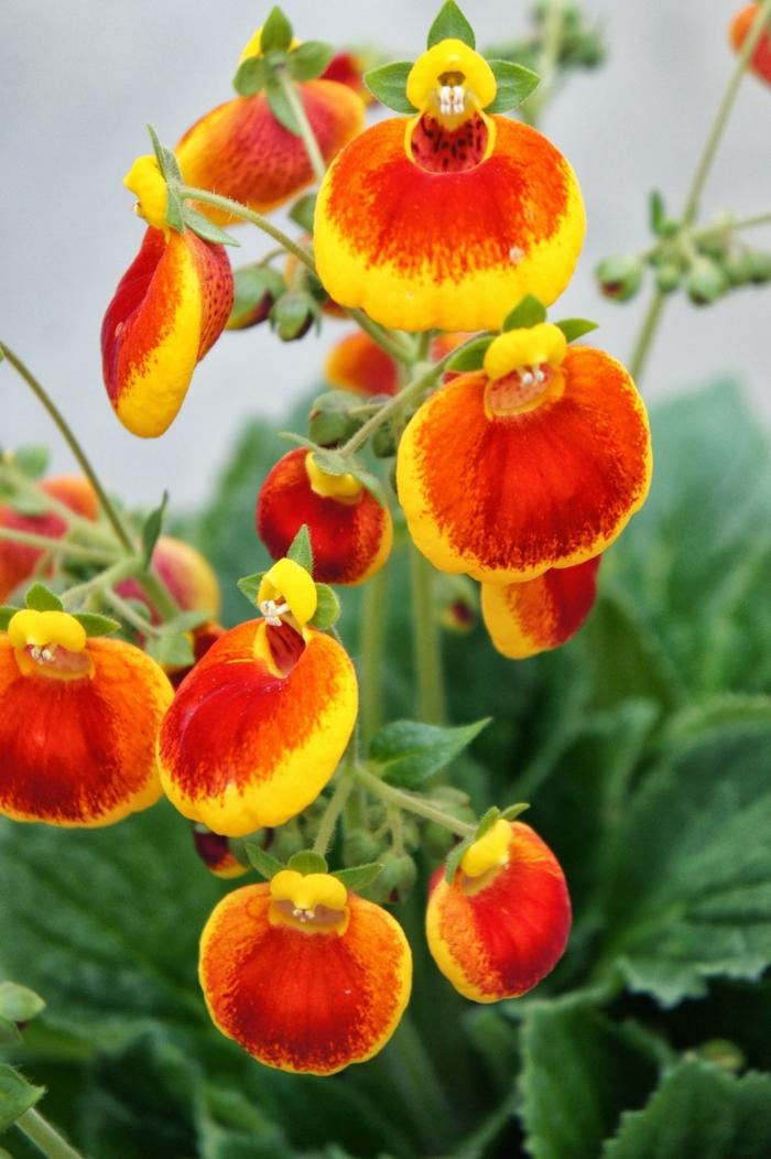 Calceolaria Calynopsis™ Yellow Red
