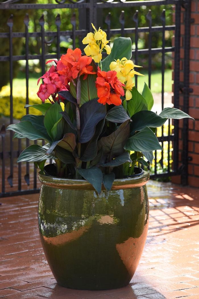 Canna Cannova® Bronze Orange