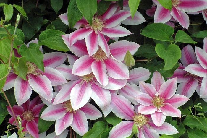 Clematis Doctor Rupple