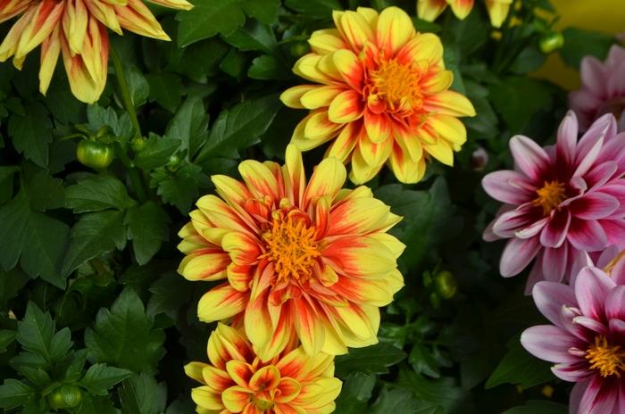 Dahlia Dalaya™ Yellow and Red