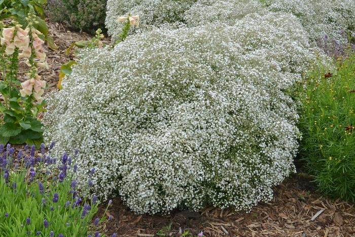 Gypsophila paniculata Summer Sparkles®