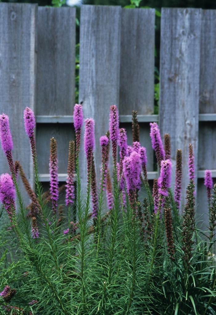 Liatris spicata 