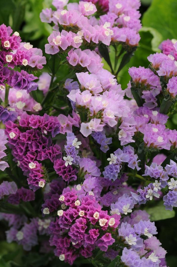 Limonium Pastel Mix