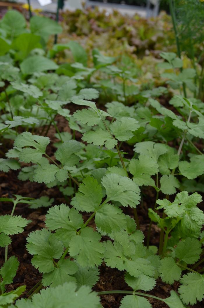 Coriander Santo