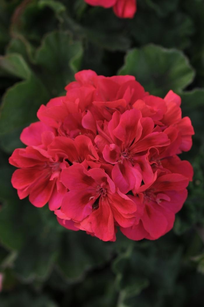 Geranium (Zonal) Fantasia® Cranberry Sizzle