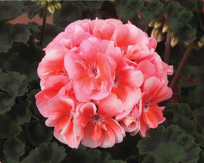 Geranium - Zonal Moonlight™ Light Salmon