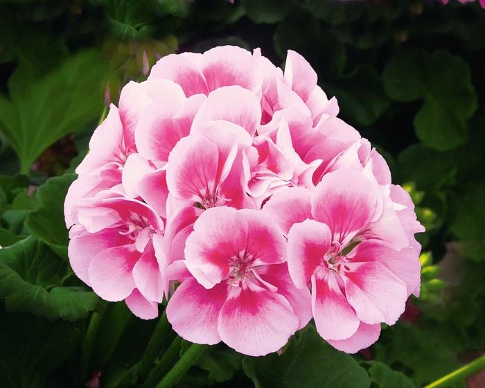 Geranium - Zonal Sunrise™ Raspberry Eye