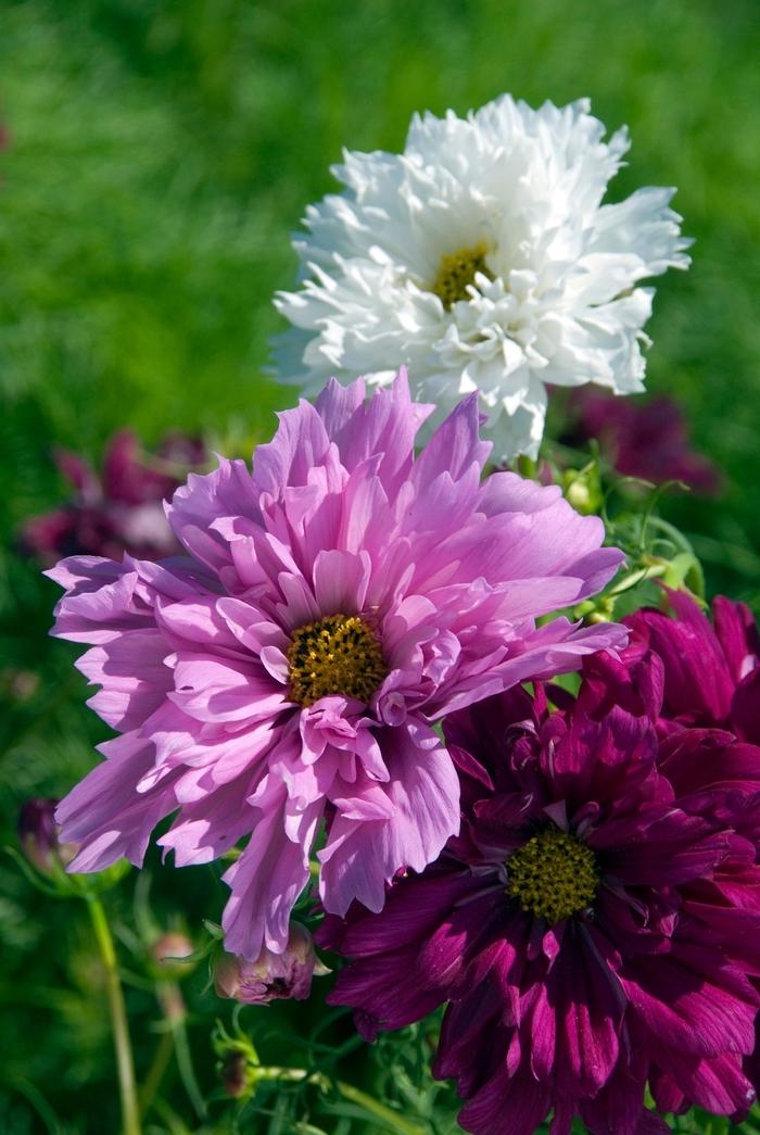Cosmos Double Click Mix