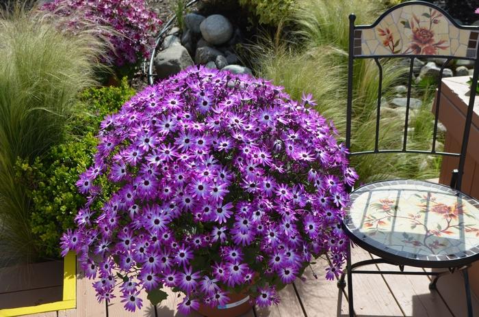 Cineraria Senetti® Magenta Bicolor