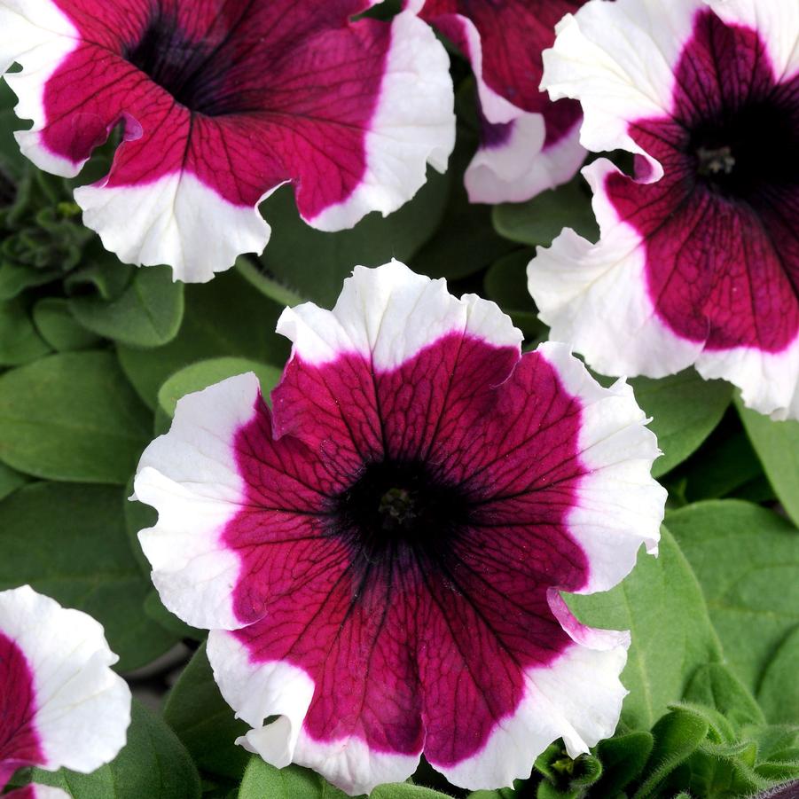 Petunia Dreams™ Burgundy Picotee