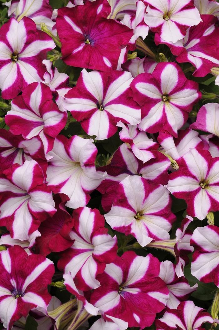 Petunia Easy Wave® Burgundy Star