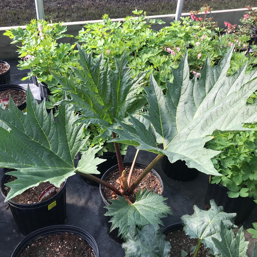 Rheum palmatum v. tanguticum