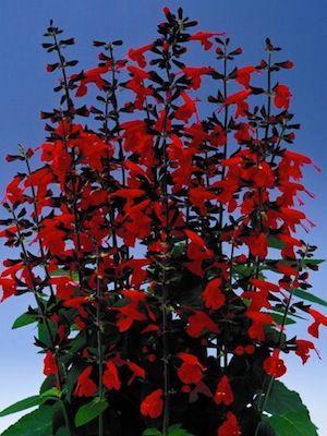 Salvia Hummingbird Forest Fire