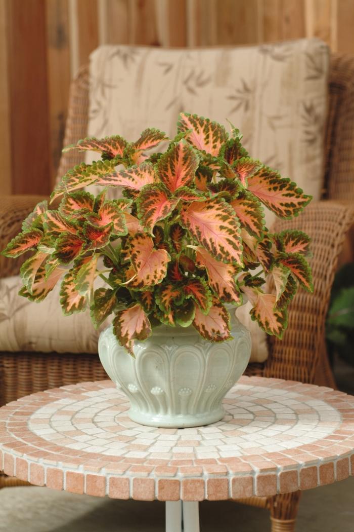 Coleus Wizard® Coral Sunrise