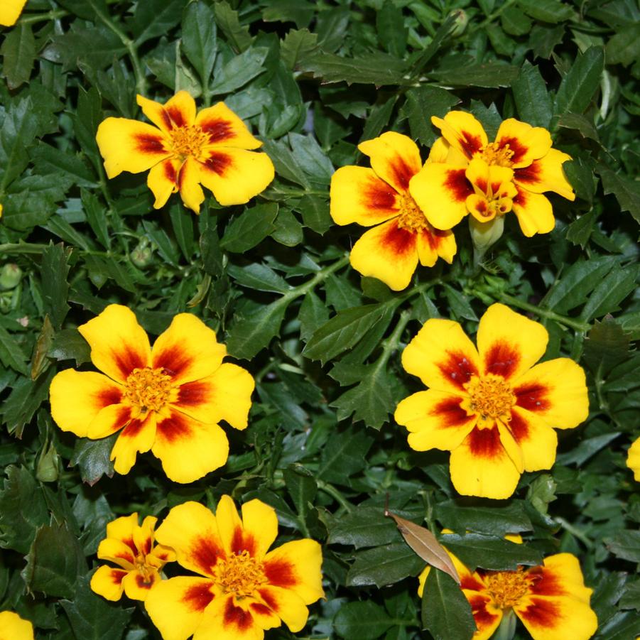 Marigold Disco Marietta