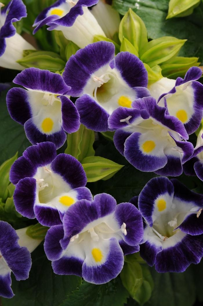 Torenia Kauai Blue & White
