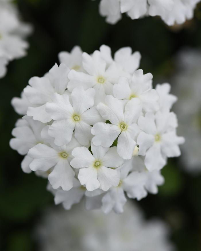Trailing Verbena Firehouse™ White Improved