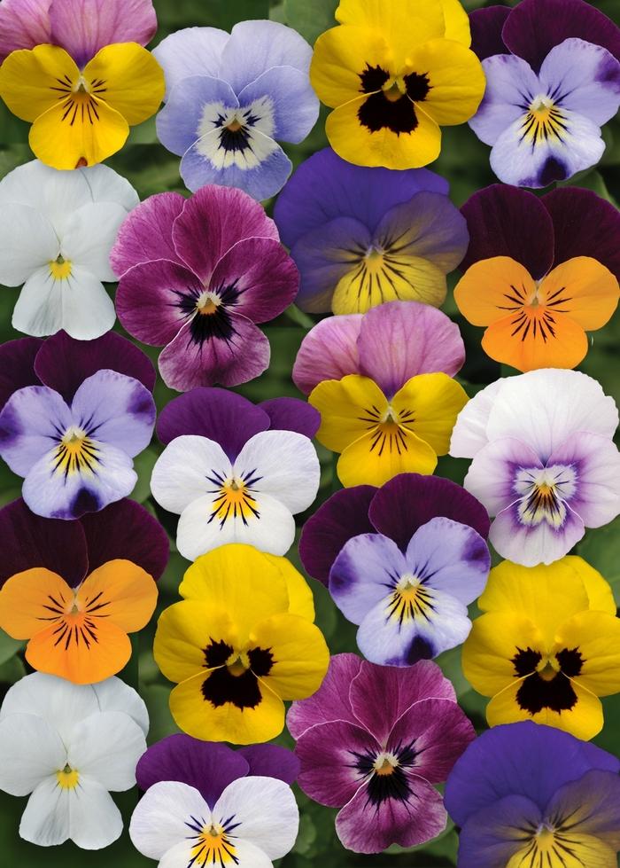 Viola Sorbet® XP Spring Select Mixture