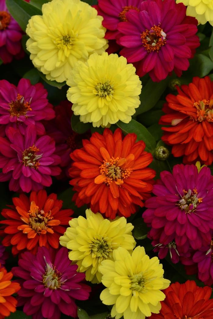 Zinnia Double Zahara™ Brilliant Mixture