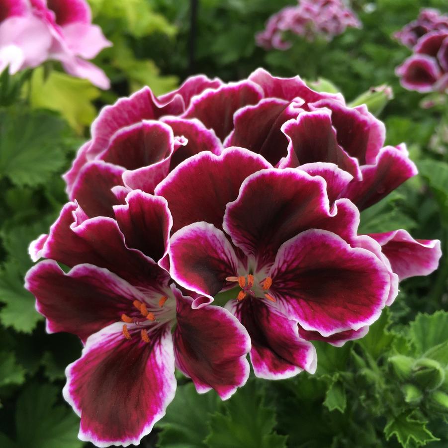 Geranium - Regal Elegance™ Imperial